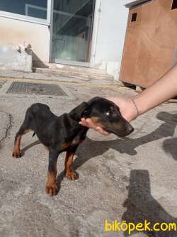 Dişi Doberman 2