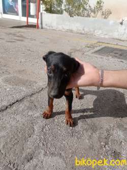 Dişi Doberman 3