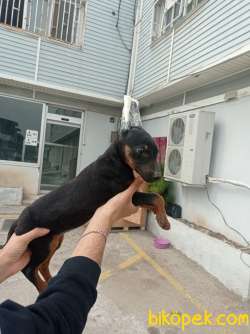 Dişi Doberman 1