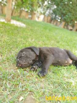 Dişi-Erkek 1.5 Aylık Cane Corso 5
