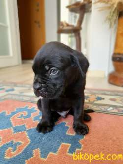Dişi-Erkek 1.5 Aylık Cane Corso 2