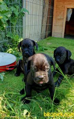 Dişi-Erkek 1.5 Aylık Cane Corso 4