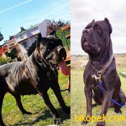 Dişi-Erkek 1.5 Aylık Cane Corso 3