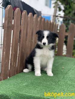 DISI ERKEK BORDER COLLIE YAVRULARIMIZ 4