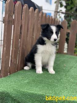 Disi Erkek Border Collie Yavrularimiz 3