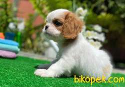 DISI ERKEK CAVALIER YAVRULARIMIZ 2