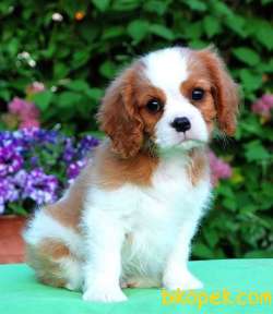 DISI ERKEK CAVALIER YAVRULARIMIZ 3