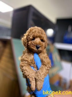 DISI ERKEK DARK RED TOY POODLE YAVRULAR 1