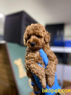 DISI ERKEK DARK RED TOY POODLE YAVRULAR 2