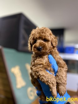 DISI ERKEK DARK RED TOY POODLE YAVRULAR 3