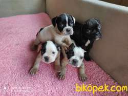 DİŞİ ERKEK FRENCH BULLDOG YAVRULARIMIZ 1