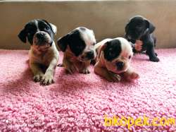 DİŞİ ERKEK FRENCH BULLDOG YAVRULARIMIZ 2