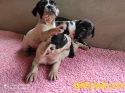 DİŞİ ERKEK FRENCH BULLDOG YAVRULARIMIZ 3