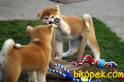 DİŞİ / ERKEK JAPON AKİTA İNU YAVRULARI SATILIK 2
