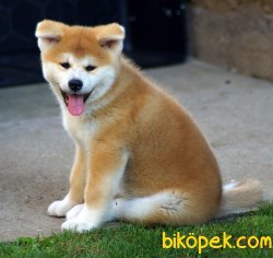 DİŞİ / ERKEK JAPON AKİTA İNU YAVRULARI SATILIK 1