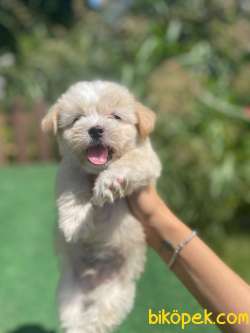 Disi Erkek Maltipoo Bebeklerimiz 2