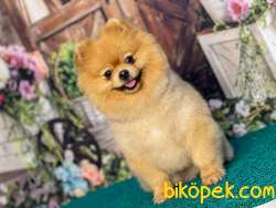 Dişi Erkek Pomeranianboo 2