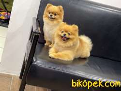 Dişi Erkek Pomeranianboo 1