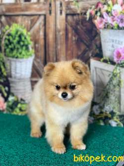 Dişi Erkek Pomeranianboo 5