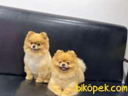Dişi Erkek Pomeranianboo 3