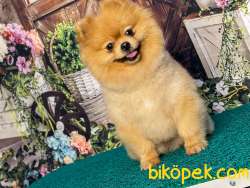 Dişi Erkek Pomeranianboo 4