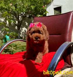 Dişi-Erkek Red Brown Toy Poodle Yavrular 2