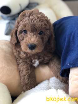 DİŞİ ERKEK RED TOY POODLE 2
