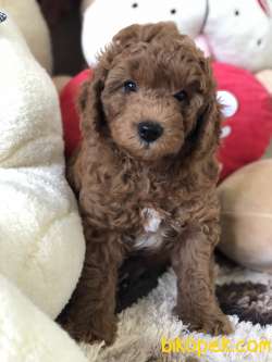 DİŞİ ERKEK RED TOY POODLE 3