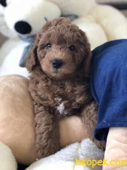 DİŞİ ERKEK RED TOY POODLE 1