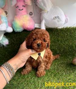 Dişi-Erkek Toy Boy Poodle Bebekler 4