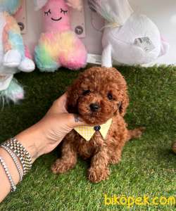 Dişi-Erkek Toy Boy Poodle Bebekler 3