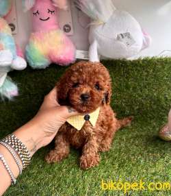 Dişi-Erkek Toy Boy Poodle Bebekler 2