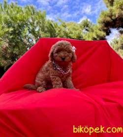 RED TOY POODLE BEBEKLERİ 1