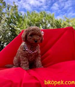 RED TOY POODLE BEBEKLERİ 2