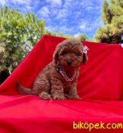 RED TOY POODLE BEBEKLERİ 4