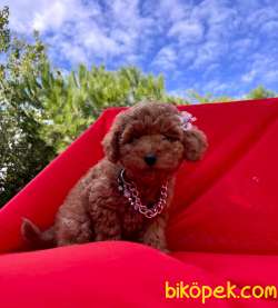 RED TOY POODLE BEBEKLERİ 3
