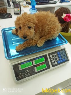 Dişi Erkek Toy Poodle Yavrular 2