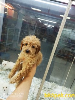 Dişi Erkek Toy Poodle Yavrular 1
