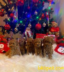 Disi Erkek Toy Poodle Yavrularimiz 1