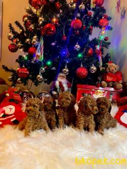 Disi Erkek Toy Poodle Yavrularimiz 3