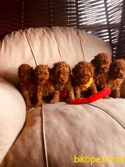 Disi Erkek Toy Poodle Yavrularimiz 1