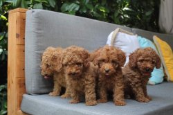 DİŞİ / ERKEK WC EĞİTİMLİ / TOY POODLE YAVRULARI SATILIK 2