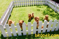 DİŞİ / ERKEK WC EĞİTİMLİ / TOY POODLE YAVRULARI SATILIK 3