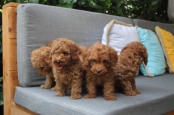 DİŞİ / ERKEK WC EĞİTİMLİ / TOY POODLE YAVRULARI SATILIK 1