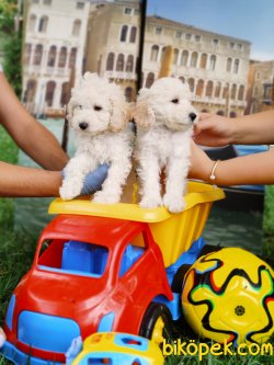 A KALİTE TOY POODLE YAVRULARIMIZ 2