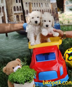 A KALİTE TOY POODLE YAVRULARIMIZ 3