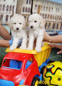 A KALİTE TOY POODLE YAVRULARIMIZ 1