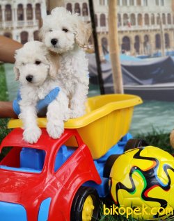 A KALİTE TOY POODLE YAVRULARIMIZ 5