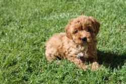 ÇOK ŞİRİN SAF KAN TOY POODLE YAVRULARIMIZ 1