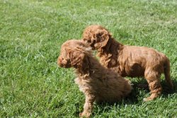 ÇOK ŞİRİN SAF KAN TOY POODLE YAVRULARIMIZ 4